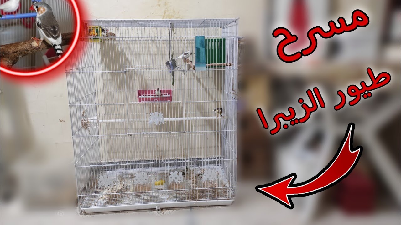 مسرح طيور الزيبرا : احسن توليعة مع طيور الزيبرا في تربية جماعية bird zibra