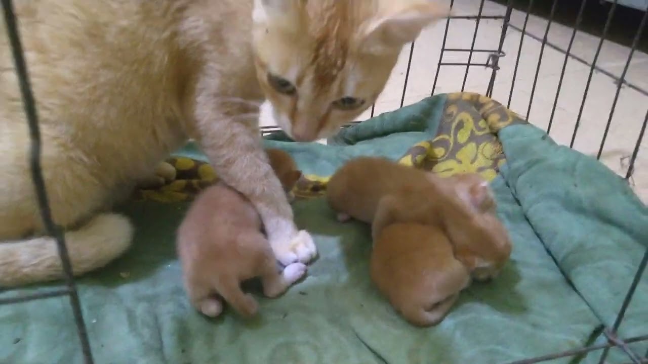 Mom dan anaknya dikurung, agar anaknya tidak dipindahkan🐱#cat #kitten #cute #videoviral #funny #fyp