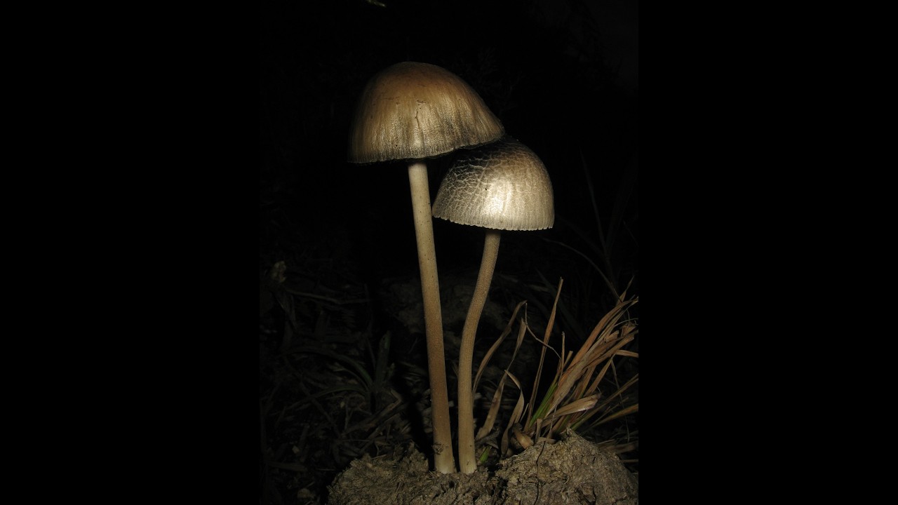 Taxonomía e identificación de HONGOS