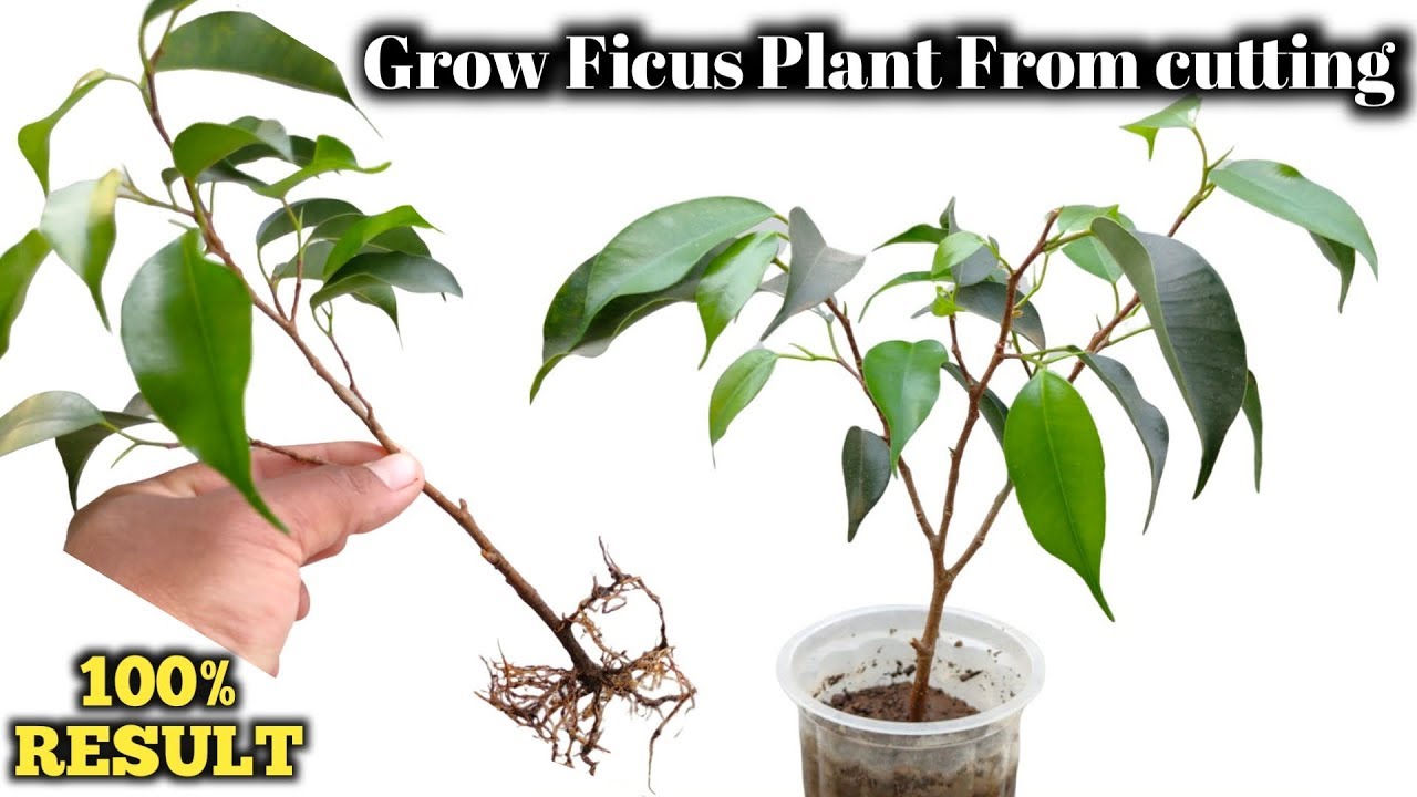 Propagation of Ficus Plant from cutting . How to grow ficus Benjamina from cutting.
