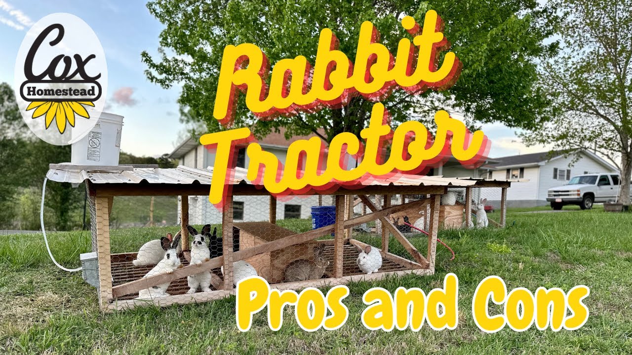 Polyface Rabbit Tractor Pros and Cons: WHAT WENT WRONG with raising rabbits on pasture?!?!