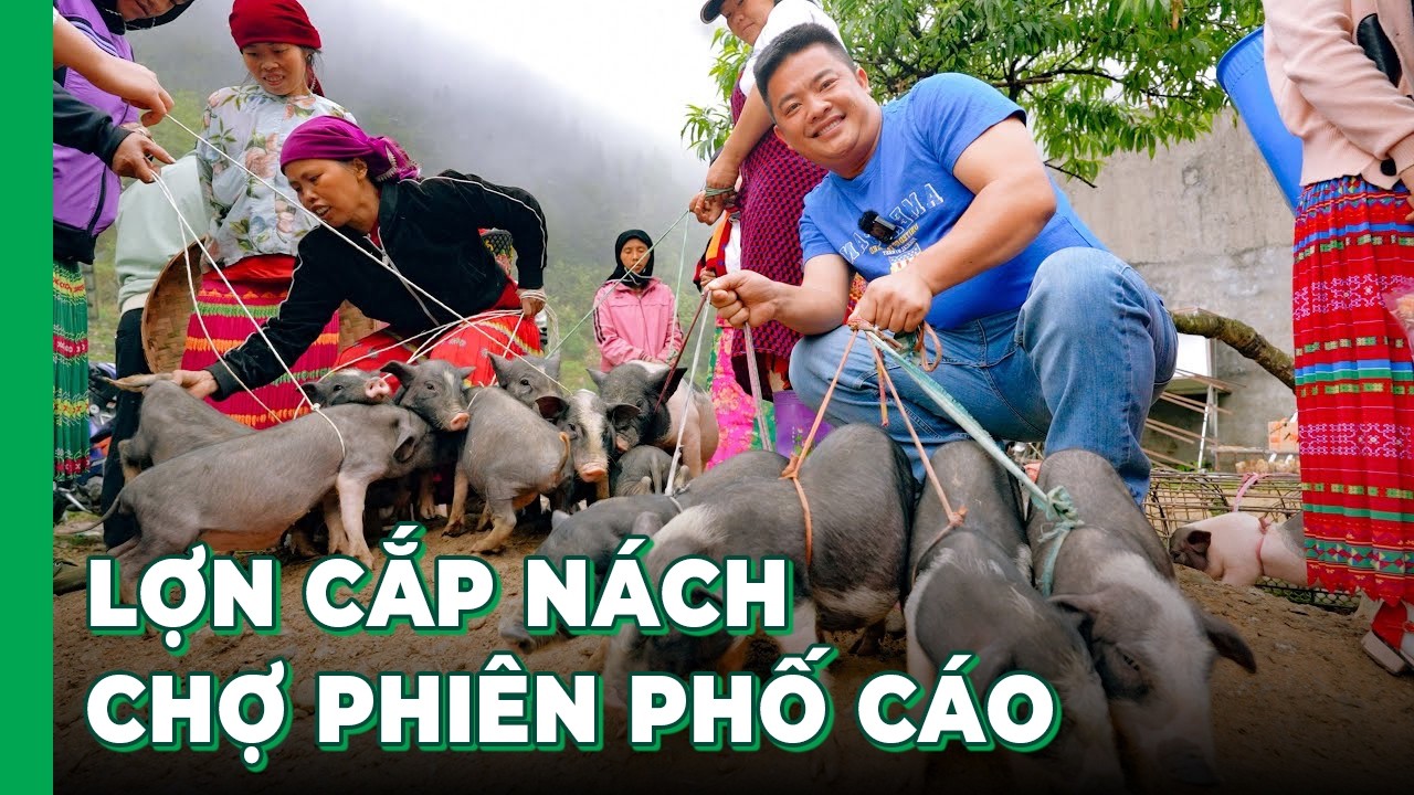 LỢN CẮP NÁCH chợ phiên Phố Cáo Hà Giang