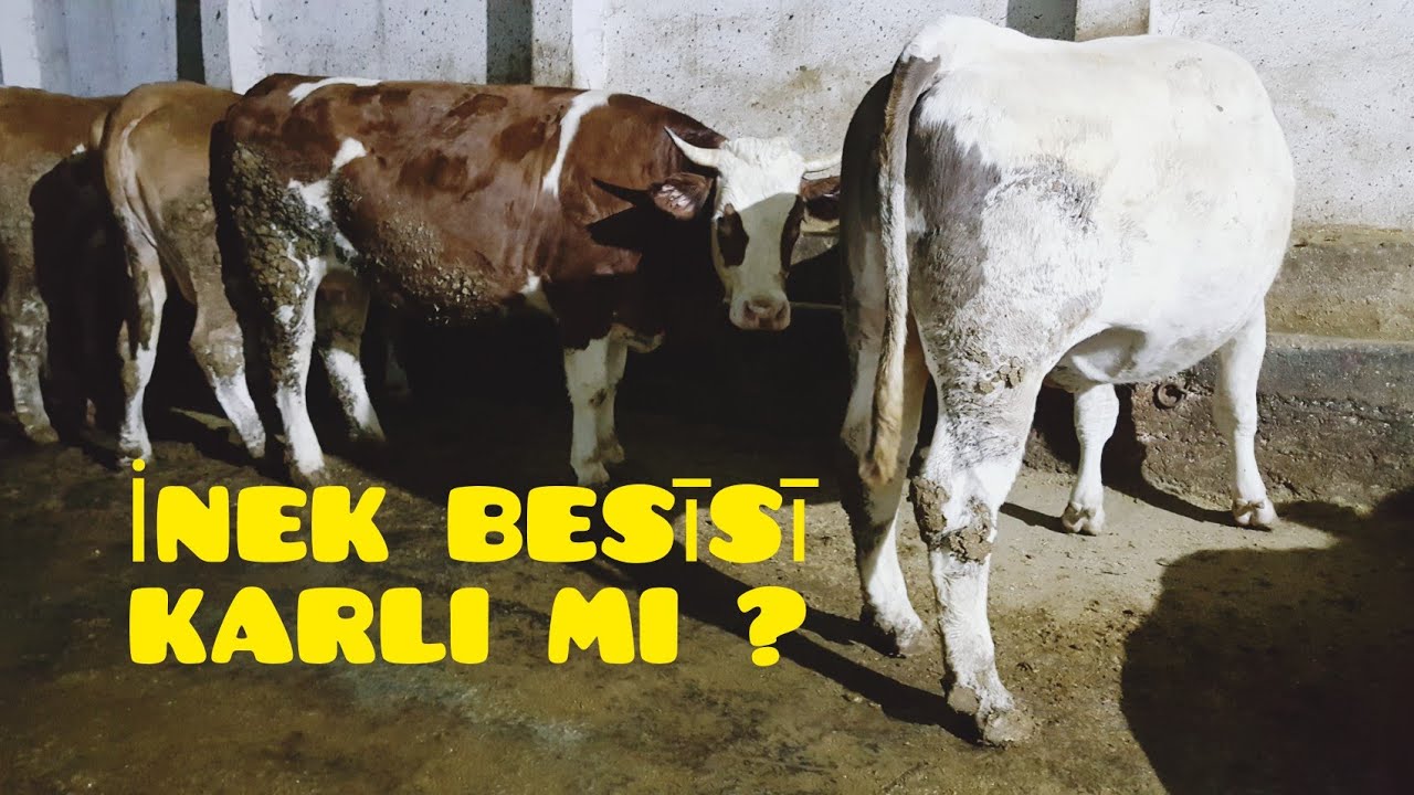 KARS'TAN ALDIĞIMIZ İNEKLER / İNEK BESİSİ MANTIKLI MI ? #büyükbaş #hayvancılık #rasyon #inek