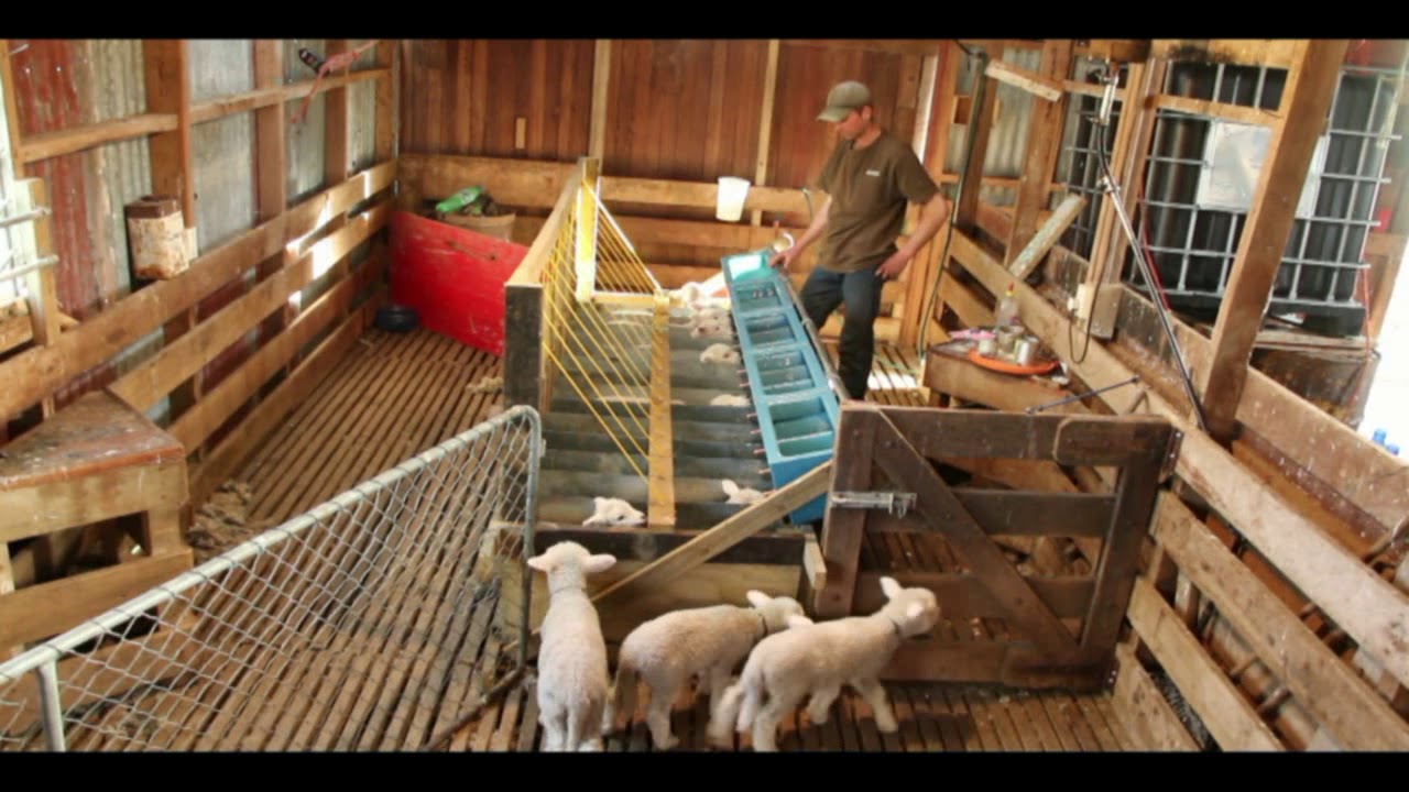 Lamb Feeder in Action