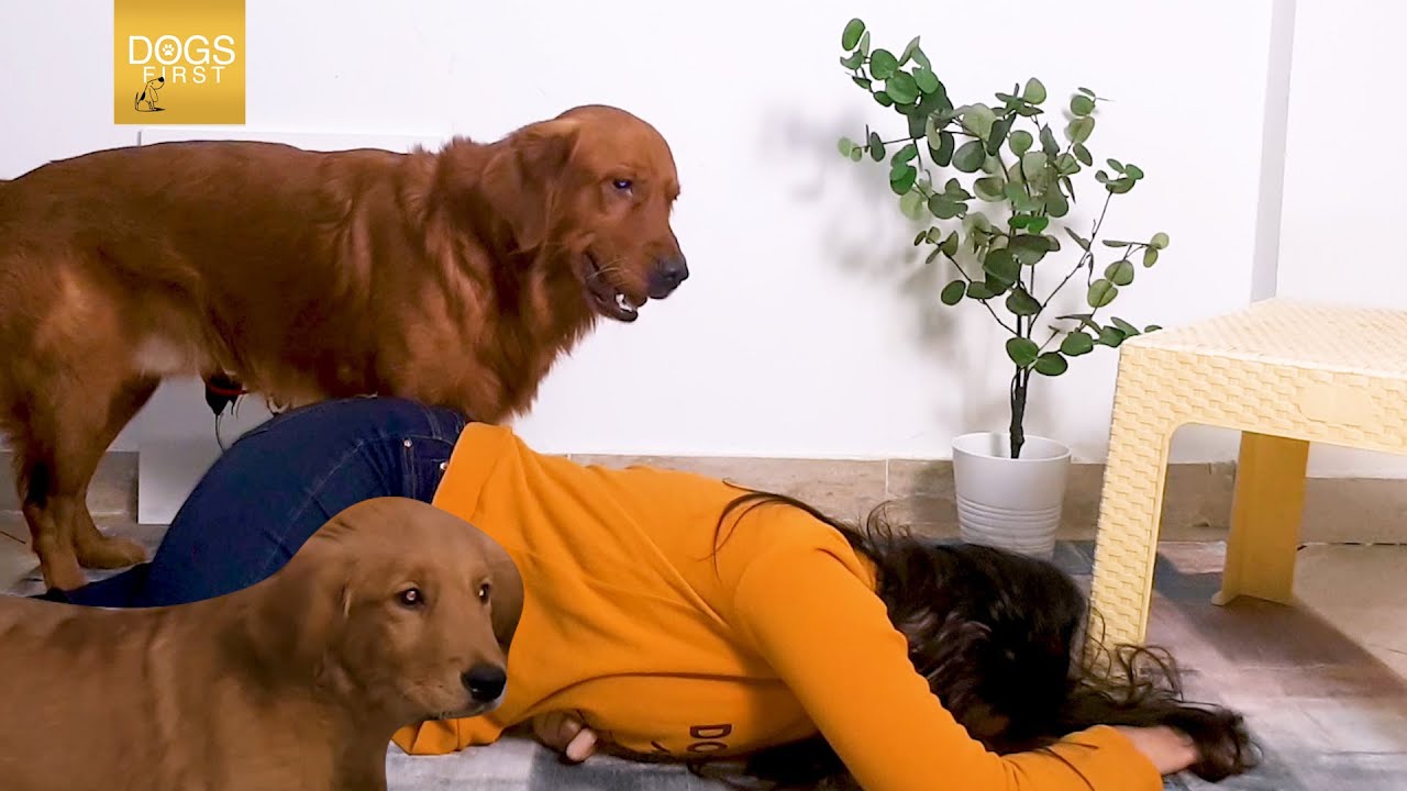 pablo vs siri | إختبار الولاء | dog prank