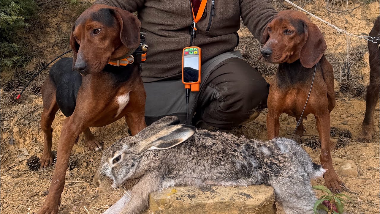 SIRP KOPAYLARIYLA TAVŞAN AVI #tavşanavı #hunting #hare #harehunting #partridgehunting #rabbit #caza 