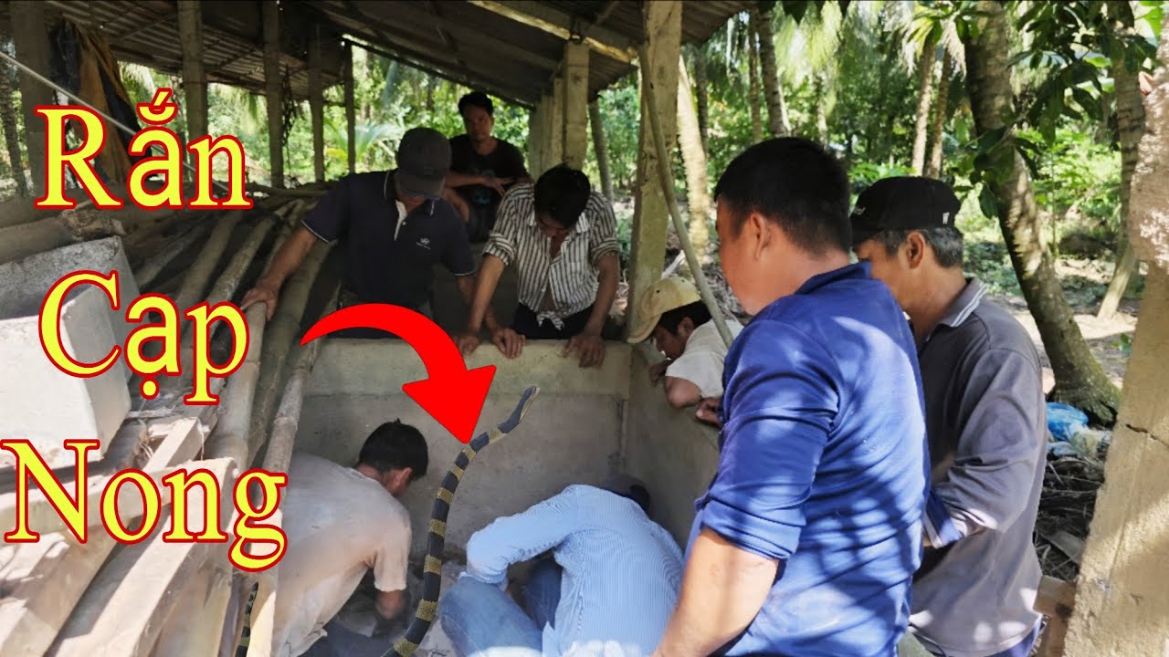 Giúp Chủ Nhà Thu Phục Con Rắn Cạp Nong Ẩn Nấp Dưới Chuồng Nuôi Heo || Giang Ca SB # 64