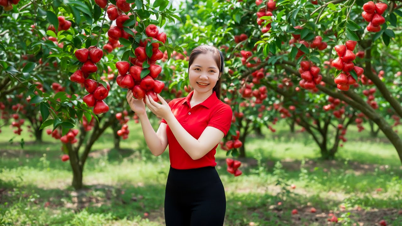 Harvesting 1000+ Taiwan Wax Apple Goes To Market Sell - Harvesting and Cooking | Han Harvesting
