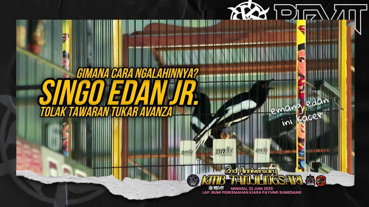 TOLAK DITUKAR AVANZA ‼️ SINGO EDAN Jr. RAIH DOUBLE WINNER RAJAI KELAS UTAMA
