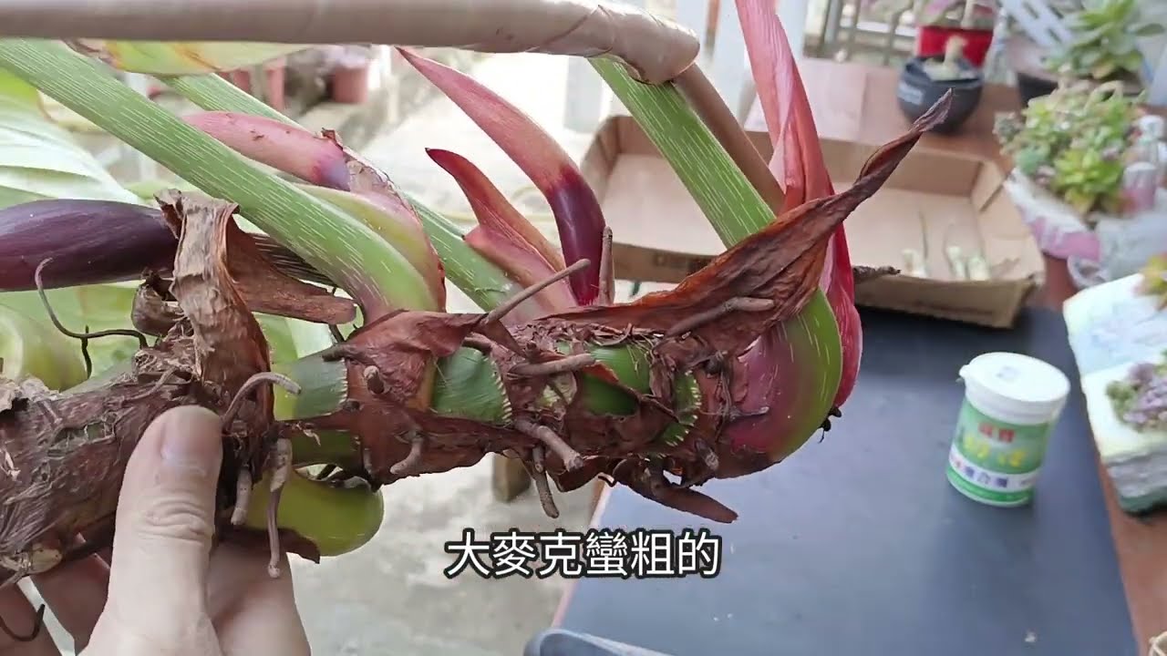 蔓綠絨及觀音蓮繁殖1顆變數顆的大大滿足新手必看,真的太好種了一定要學起來#大麥克 #絨葉觀音蓮#植物 #圓柄錦緞#蔓綠絨