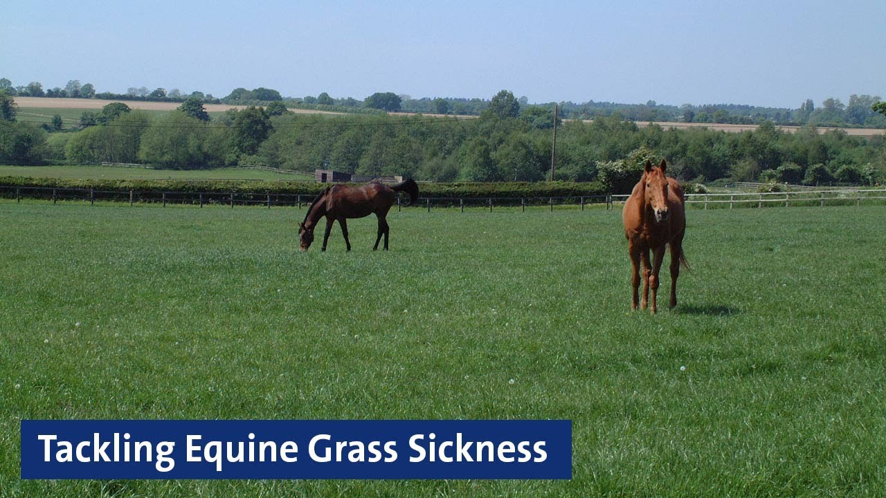 WEBINAR - Research Unbridled: Tackling Equine Grass Sickness