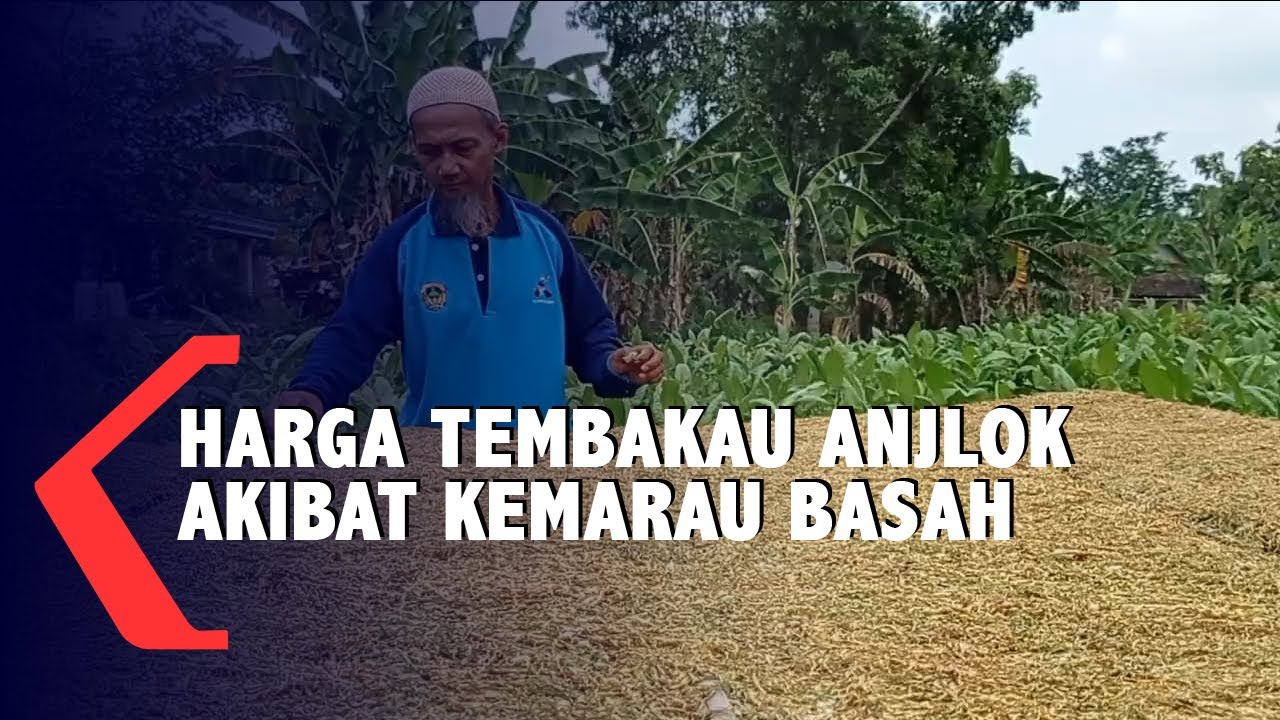 Harga Tembakau Anjlok Akibat Kemarau Basah