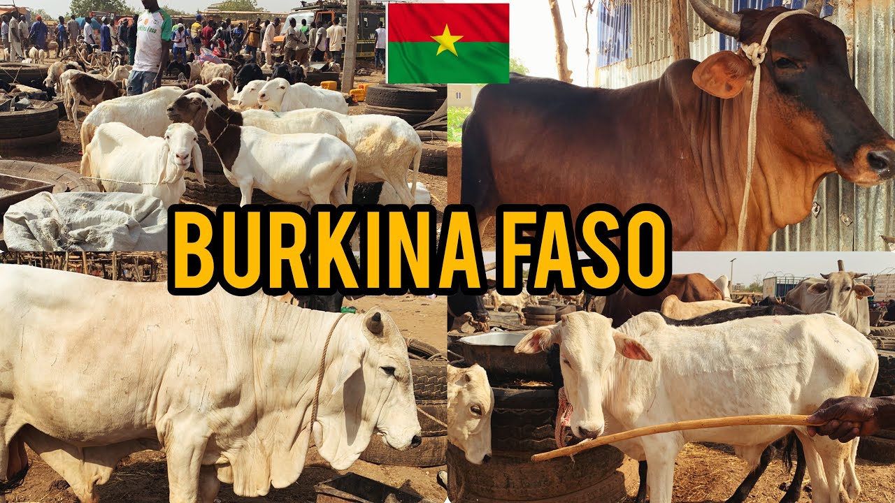 Shocking Prices Of Goats,Sheep &Cow Ouagadougou Burkina faso (2025)