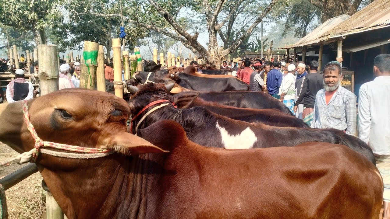 সফরমালি গরুর হাটে প্রতি সোমবার কত হাজার গরু ওঠে ।। সফরমালি গরুর হাটের এক প্রান্ত থেকে অন্য প্রান্ত