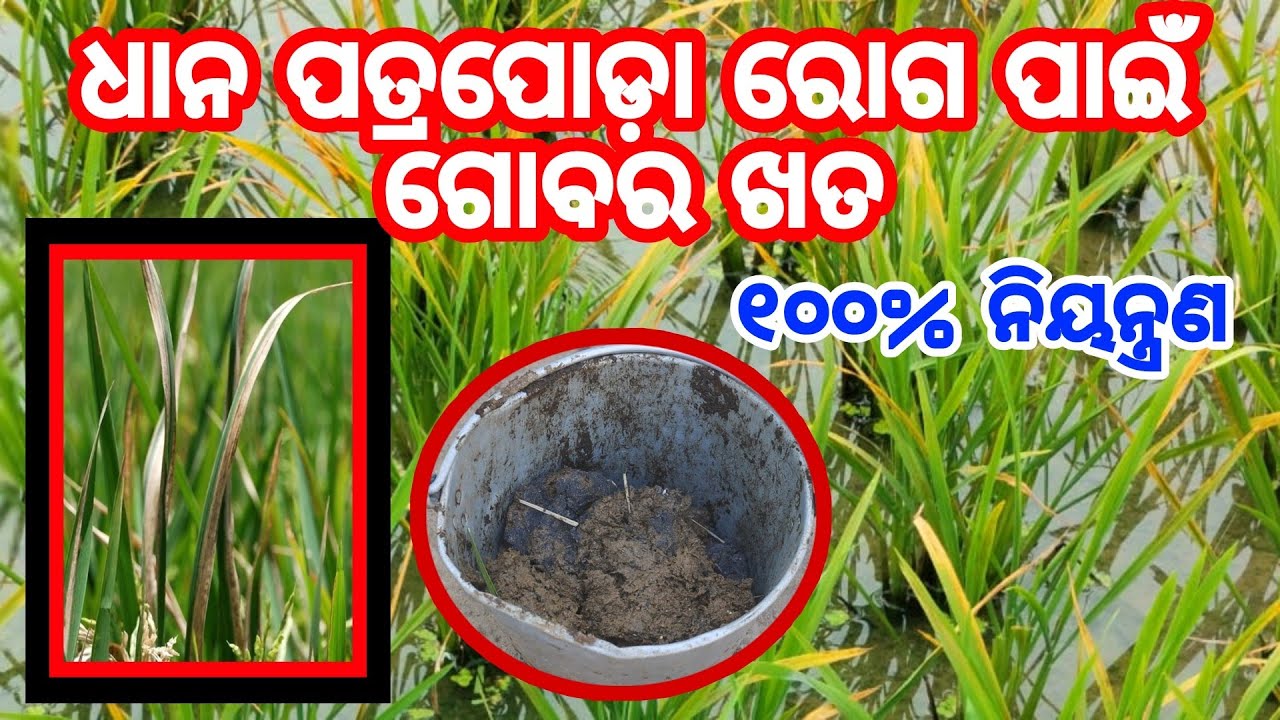 ଧାନର ପତ୍ରପୋଡ଼ା ରୋଗ ପାଇଁ ଗୋବର ଖତ 100% ନିୟନ୍ତ୍ରଣ Management of BLB disease of paddy by Cow dung