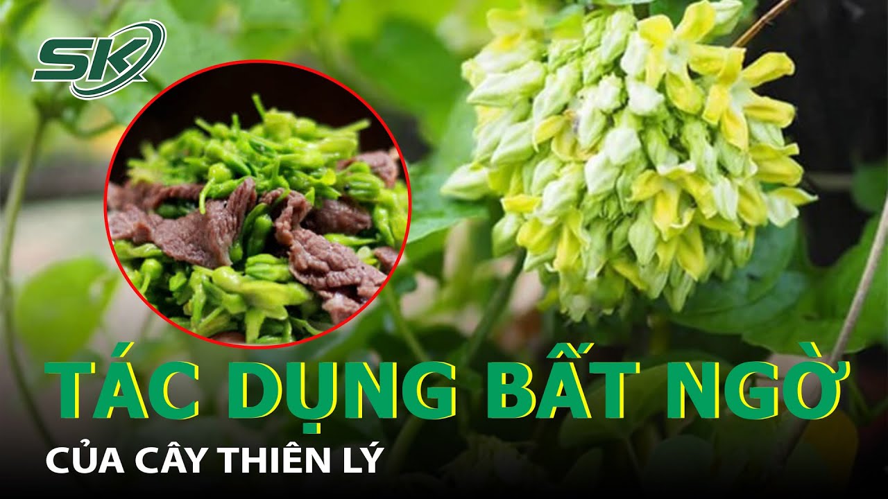 Công Dụng Tuyệt Vời Của Hoa Thiên Lý: Gợi Ý Các Bài Thuốc Chữa Bệnh Từ Thiên Lý I SKĐS