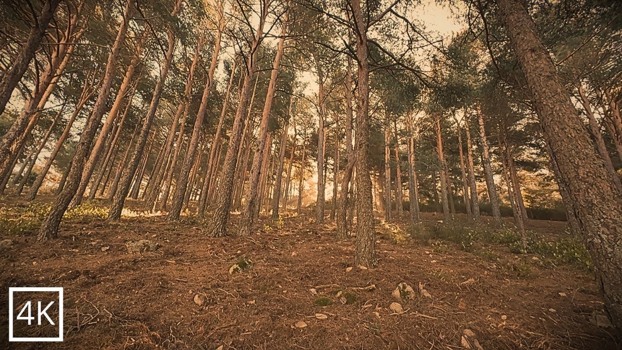 1 Hour of Real Forest Wind 🌲 Pine Forest Ambience  No AI, No Music