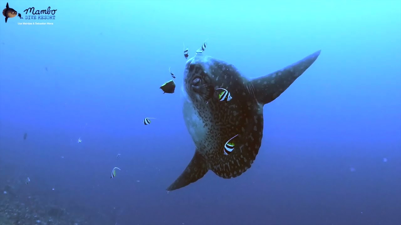 Diving in Nusa Penida - Mambo Dive Resort