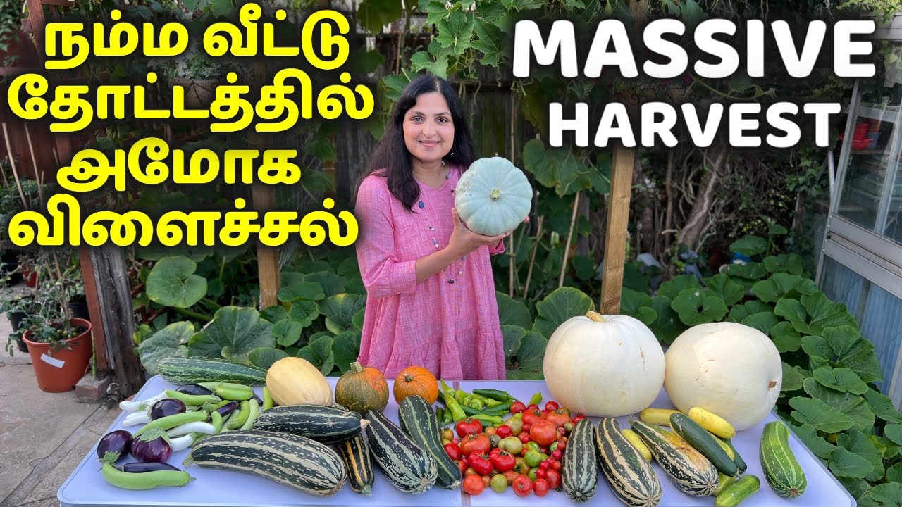 AMAZING GARDEN HARVEST!  மகத்தான அறுவடை/ Unbelievable Backyard Garden Harvest 