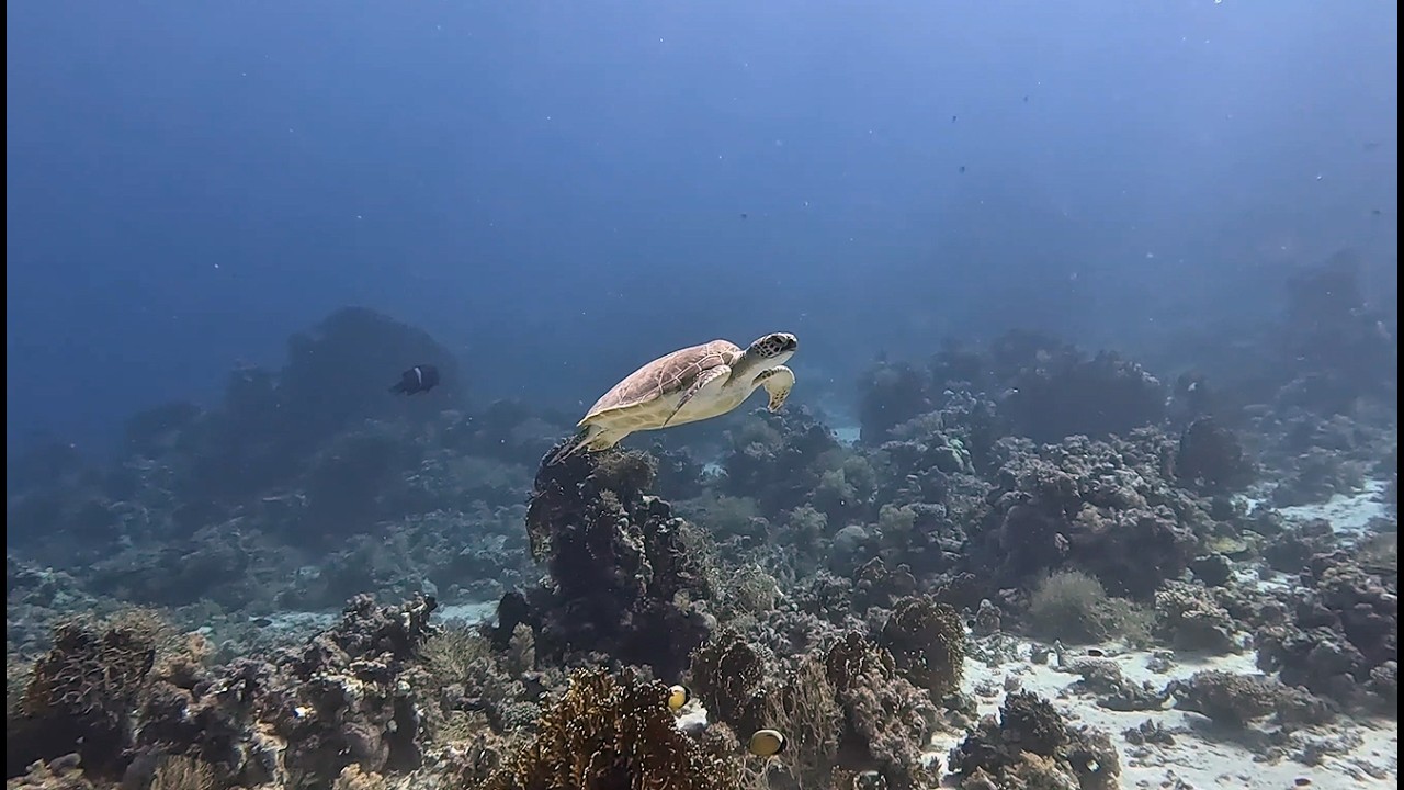 Дайвінг, Єгипет﹡ 12.02.2026 ﹡ Diving, Egypt