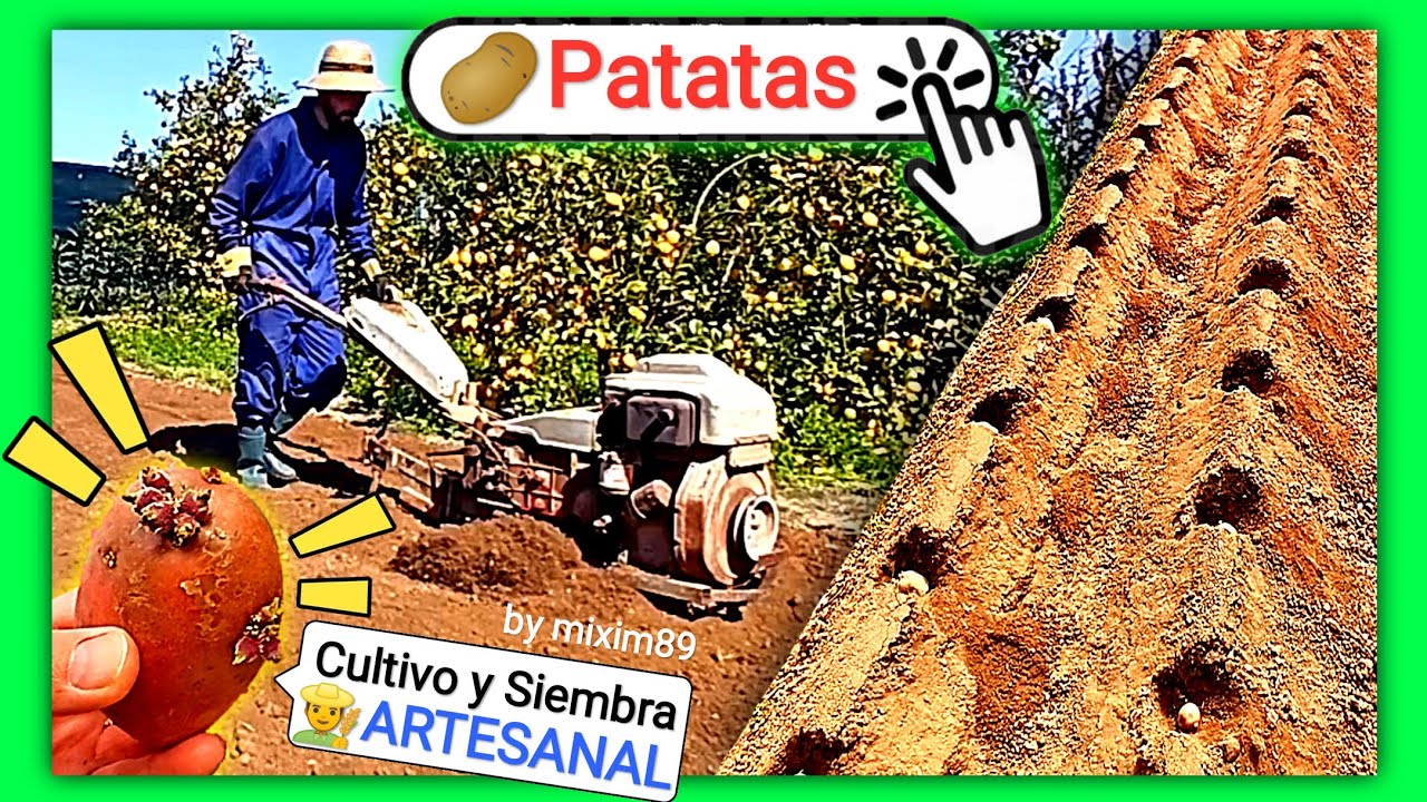 Como CULTIVAR PATATAS en CASA (Manitou y Agria) by mixim89