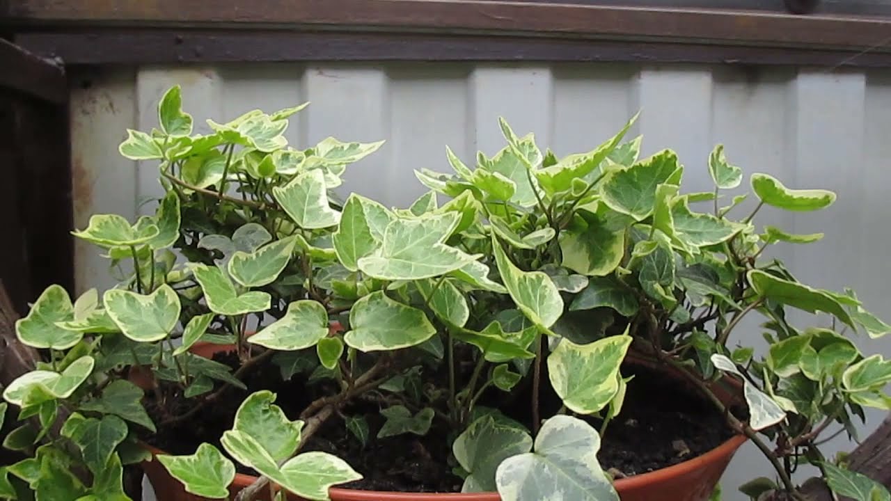 Хедера (Плющ) Хеликс Ева  Hedera (Ivy) Helix Eva