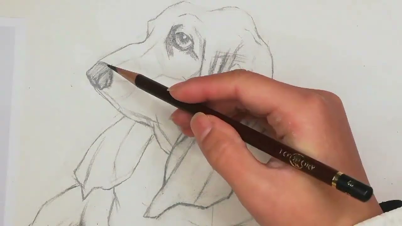 动物素描《小狗》教程  四