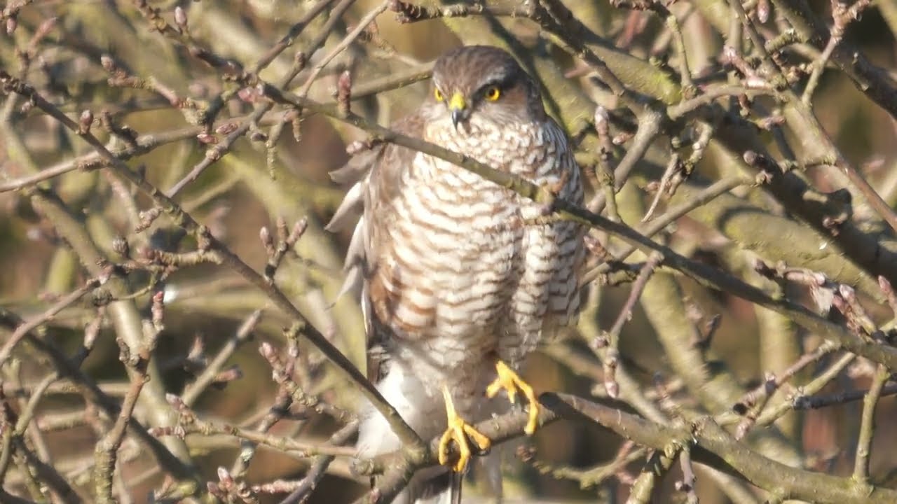 The Eurasian sparrowhawk (Accipiter nisus) / Krogulec, jastrząb wr&oacute;blarz.