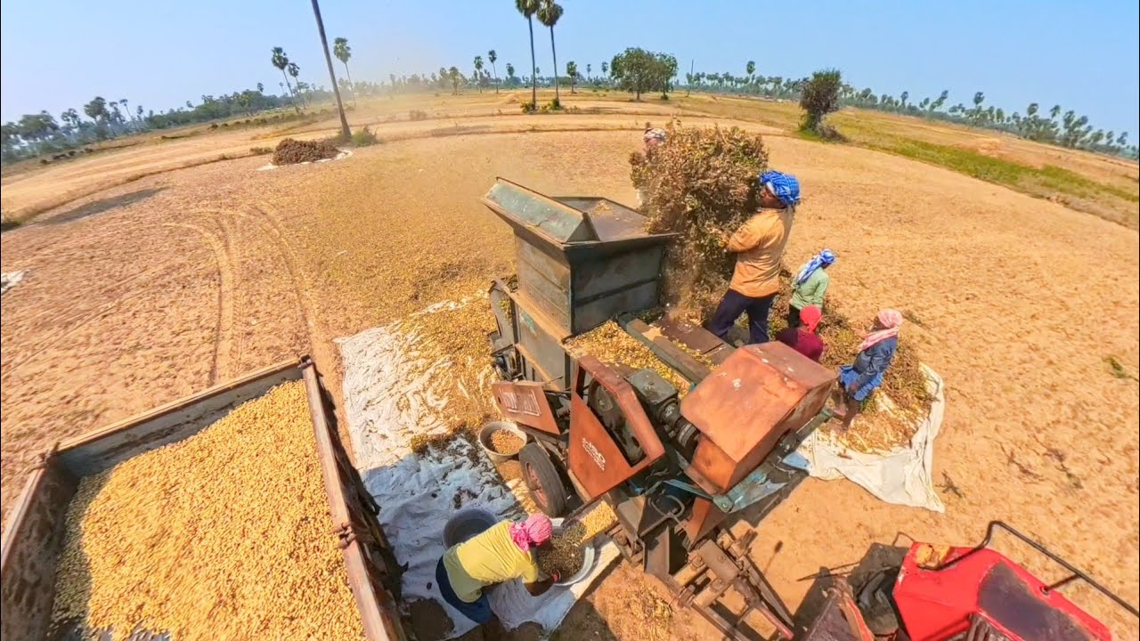 Verusanaga kaya mission || peanuts ll (వేరుశనగ హయ మిషన్ || పీనట్స్ ||)🥜🥰👌 