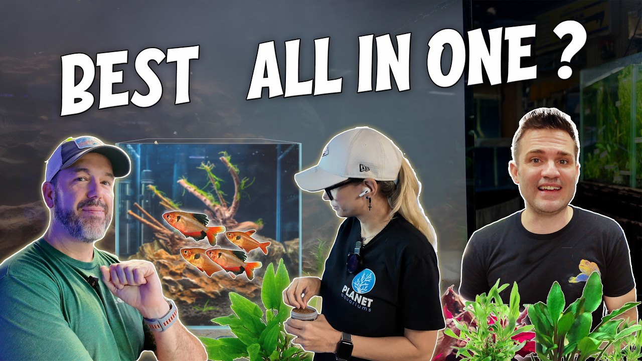 Tips and Tricks for Aquascaping || Beginner Friendly All in One setup at Nahackey's Aquarium ||