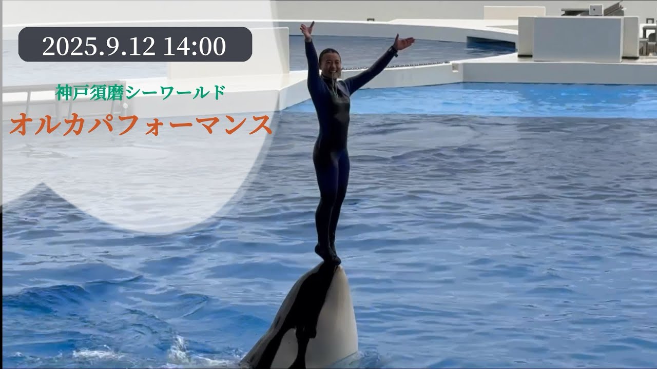 神戸須磨シーワールド　オルカパフォーマンス　2025.9.12 14:00