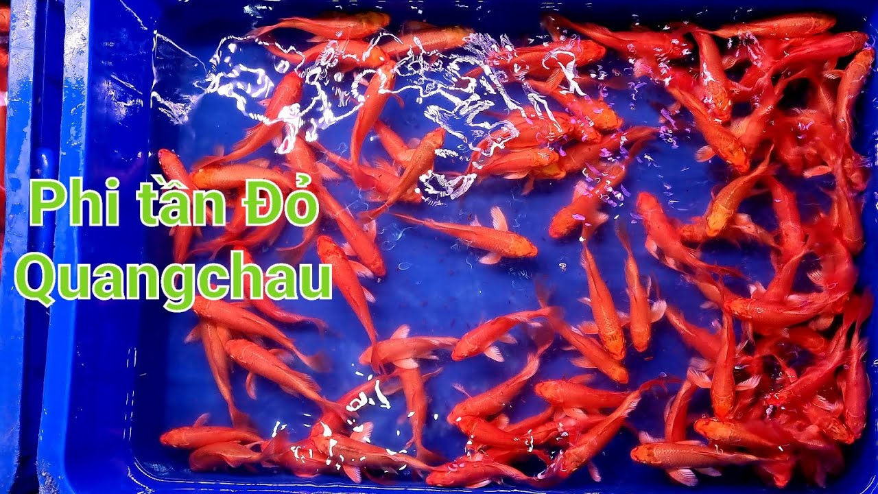 Chép Phi Tần nhập Quangchau, Bảy màu, Thủy sinh chuột sao