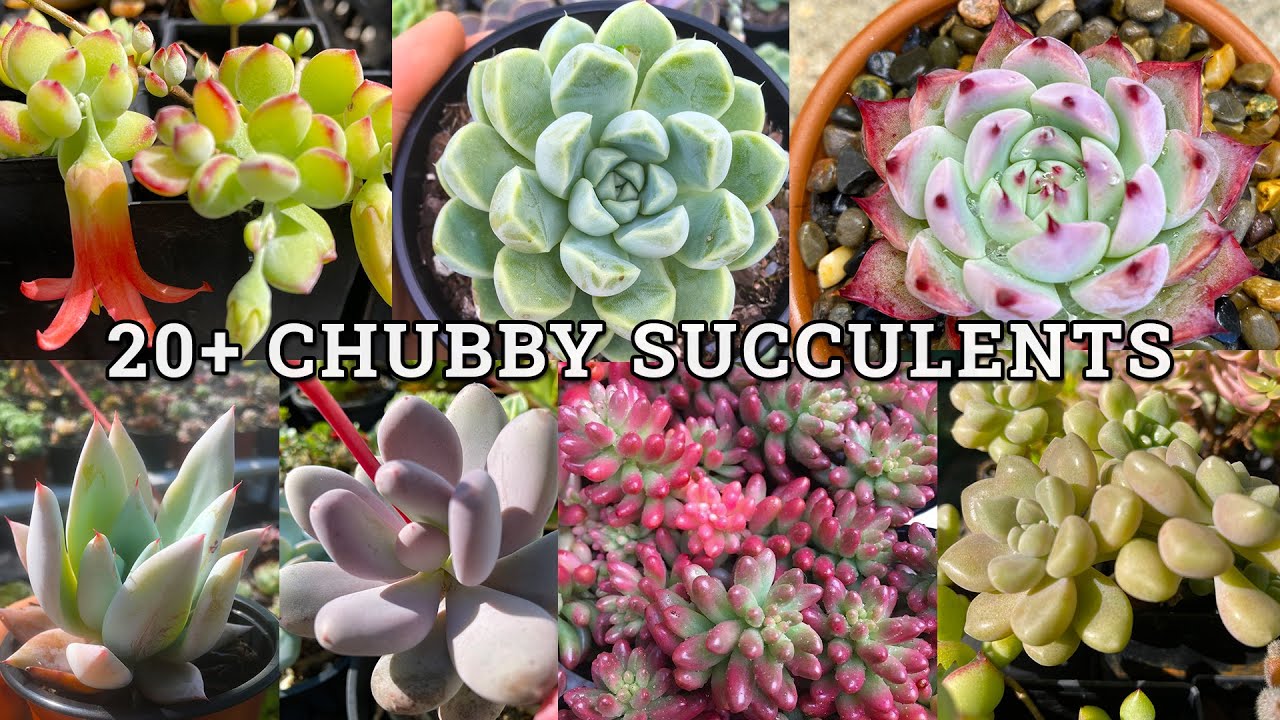 30+ Chubbiest, Chonkiest Succulents (with names)
