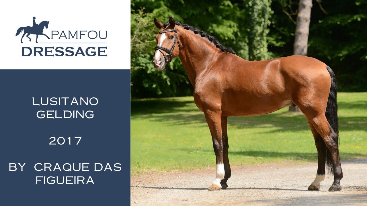 DRESSAGE HORSE FOR SALE | Schooling GP Gelding (2017)