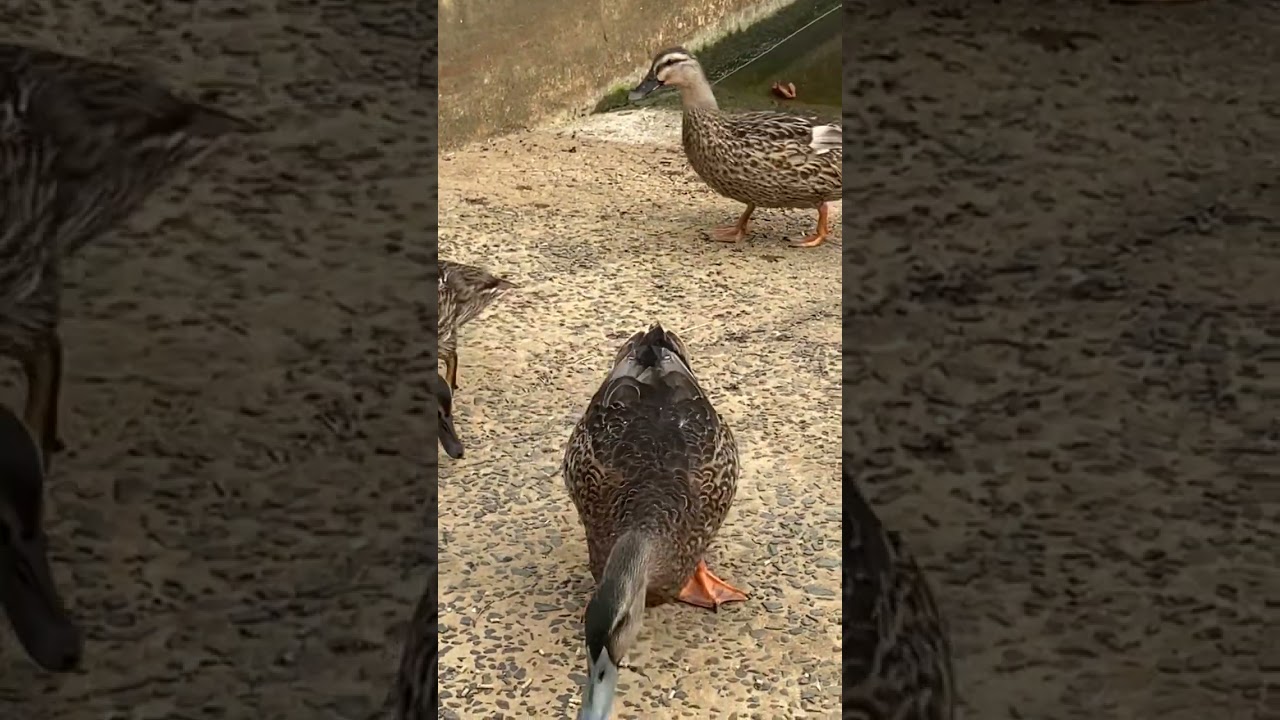 Feeding ducks duck pellets