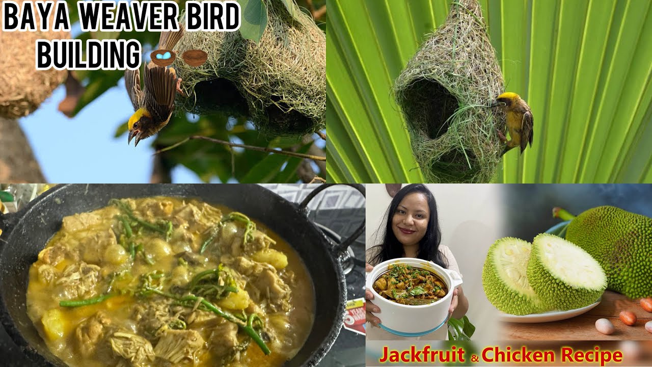 Cooking Chickencurry with fiddlehead & jackfruit|TukuraSorai Bah| Baya weaver bird building birdnest