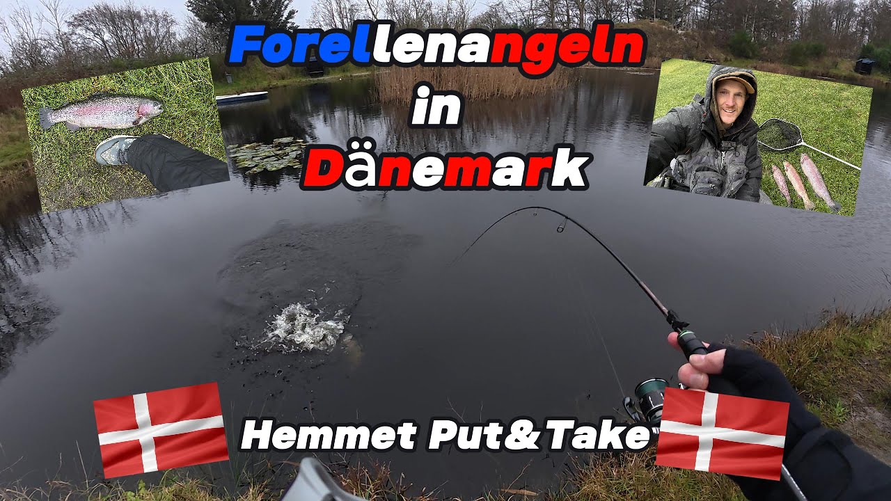 Forellenangeln in Dänemark - Hemmet Put & Take #angeln #forelle #trout #troutfishing