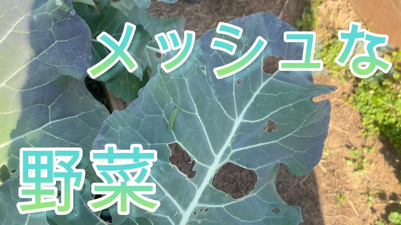 【003】無肥料で自然栽培をする｜無農薬で虫との共存