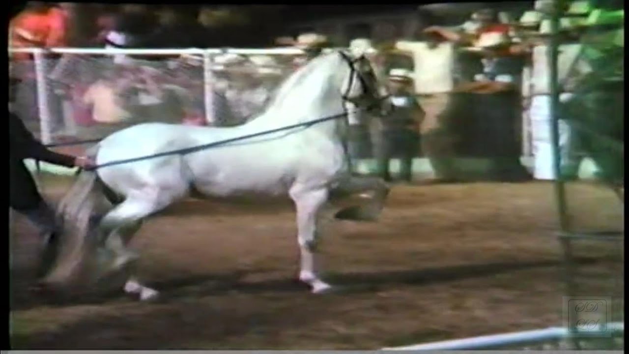 Don Alberto Uribe Sierra Exhibe Caballos de Alta Escuela Adquiridos a Través de Conchita Cintrón