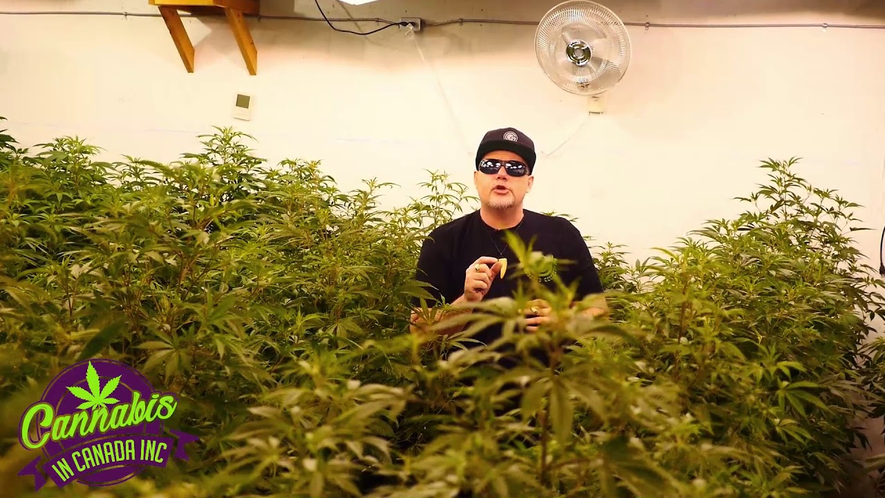 How important is air movement in the grow room