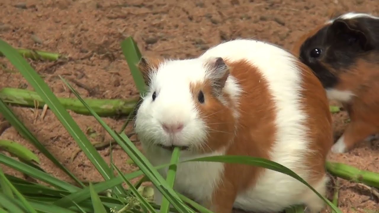 Guinea Pig Cam Saturday Morning February 21 2026 - Happy Guinea Pigs