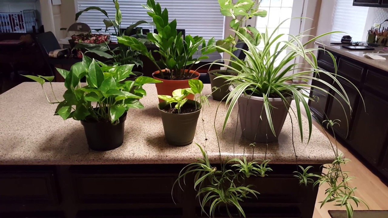 6 Indoor plants easy to care for | Donna Joshi