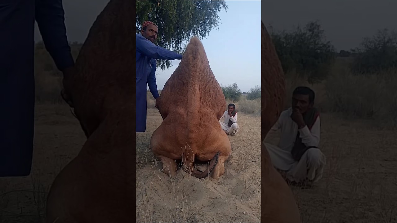 #desertlife محاولة إنقاذ جمل مريض في الصحراء 🐪😭.