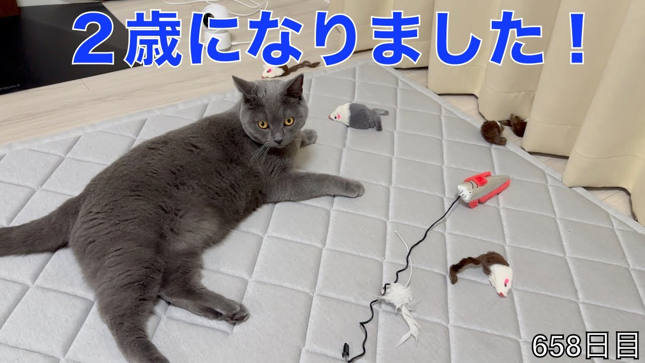 【スコ猫トト君】今日はトト君の２歳の誕生日！！！プレゼントは喜んでくれるかな？