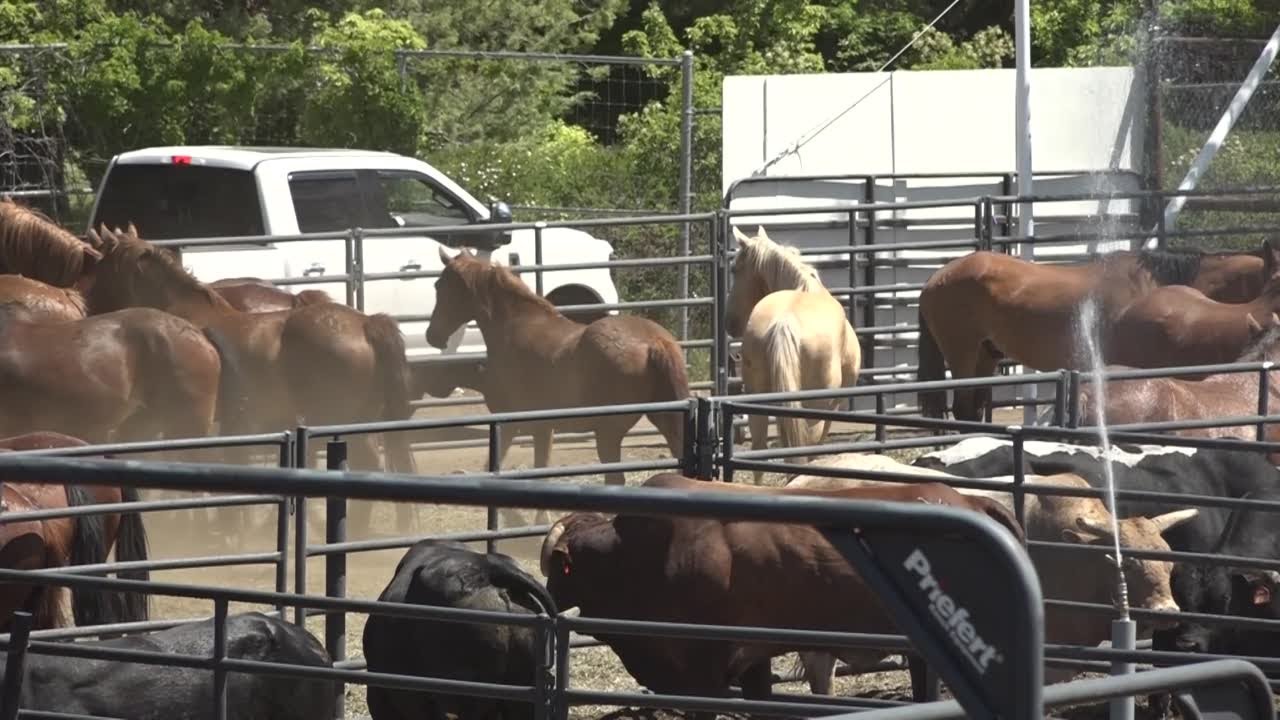 How the Sisters Rodeo fuels a $10M economic surge