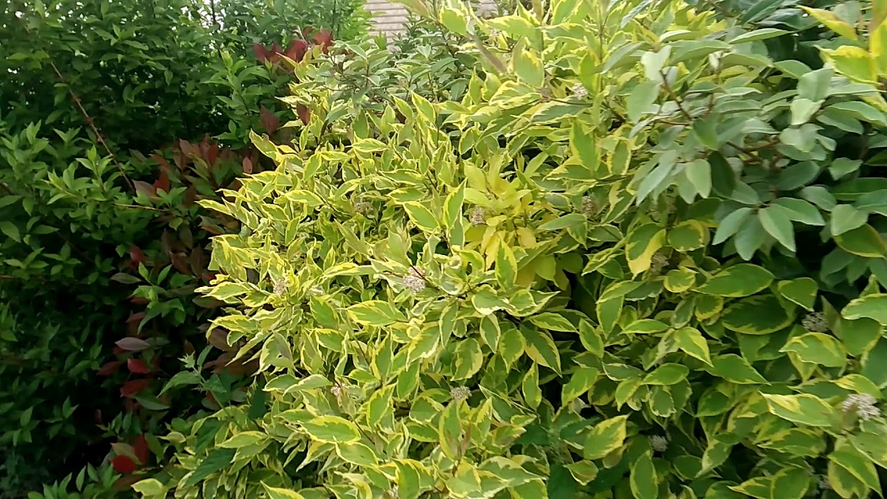 Réaliser une HAIE libre FLEURIE. Mélange d'ARBUSTES
