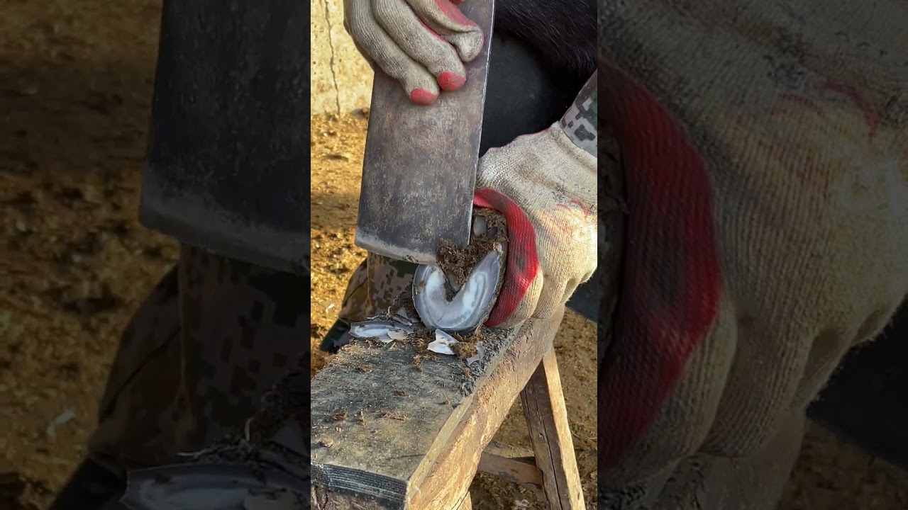 The master cuts donkey hooves like potato slices, and the repair is clean and thorough!