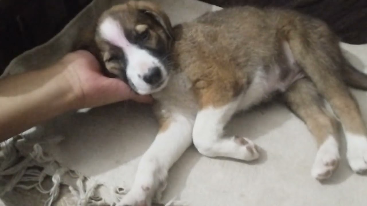 Beghar Se Apne Tak – Roz Ki Ek Kahani 🐾.. #dogvideo