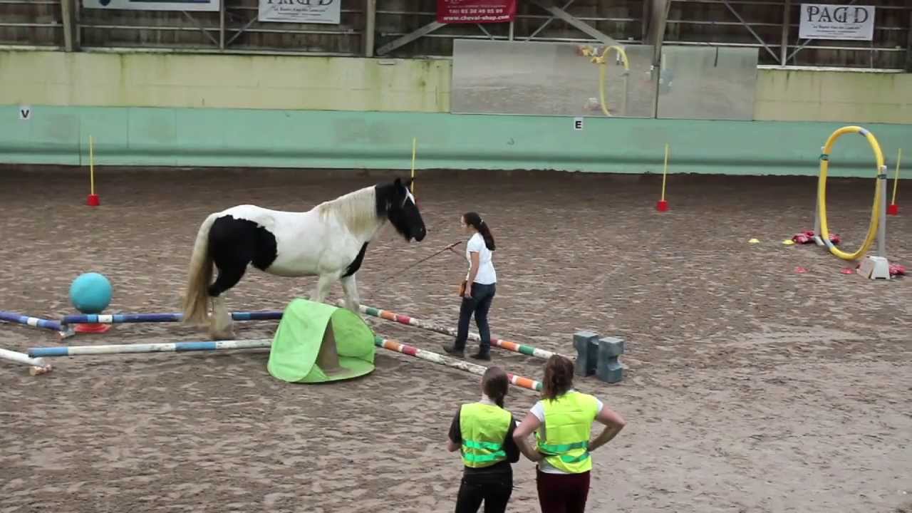 Jeux équestres et relais : nos parcours à pieds et à cheval, en liberté !