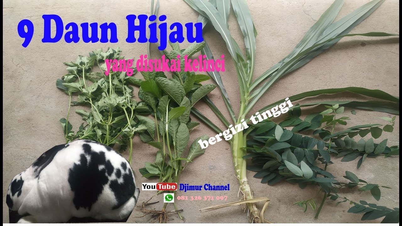 9 daun hijau makanan untuk kelinci